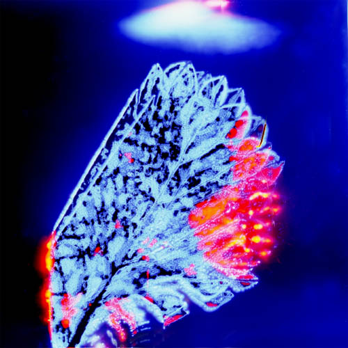 papillon
